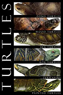 Animal Illustrations Imprime: Turtles, Poster