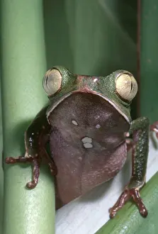 Rainforest Wildlife Photos Imprime: Vaillanti's Monkey Frog