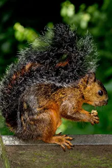 Central America Animals Imprime: Variegated Squirrel