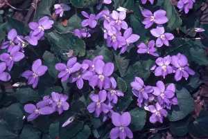 Nature Plants Imprime: Violets
