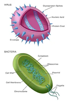 Viral Particle Structure Imprime: Virus vs bacteria structure comparison of differences, diagram, medical visual