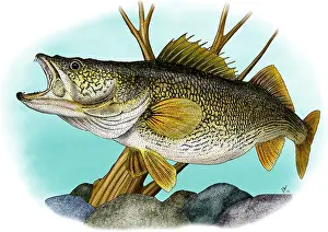 American Wildlife Art Imprime: Walleye