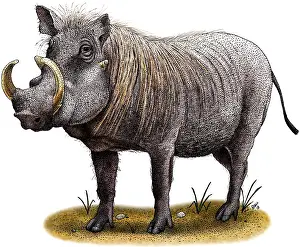African Wildlife Art Imprime: Warthog