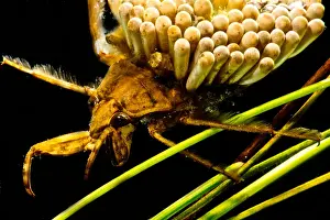 Aquatic Beetles Imprime: Water Beetle Brooding Eggs
