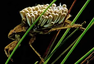 Parental Care In Animals Imprime: Water Beetle Brooding Eggs