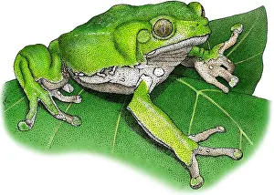 Wildlife Illustrations Imprime: Waxy Monkey Treefrog
