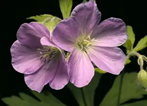 Wild Geranium Imprime: Wild Geranium