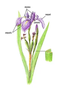 Iridaceae Family Imprime: Wild Iris