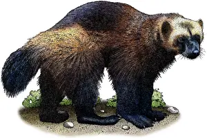 American Wildlife Art Imprime: Wolverine