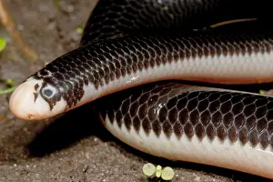 Herpetology Images Imprime: Worm Snake